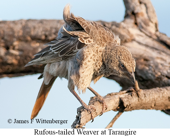 Rufous-tailed Weaver - © James F Wittenberger and Exotic Birding LLC