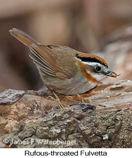 Rufous-throated Fulvetta - © James F Wittenberger and Exotic Birding LLC