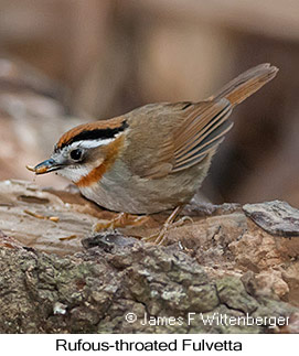 Rufous-throated Fulvetta - © James F Wittenberger and Exotic Birding LLC