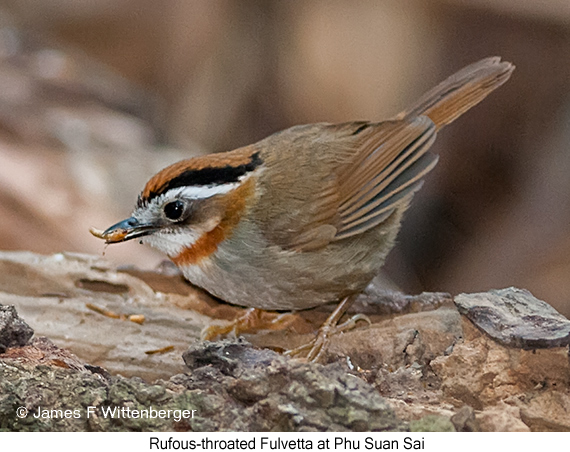 Rufous-throated Fulvetta - © James F Wittenberger and Exotic Birding LLC