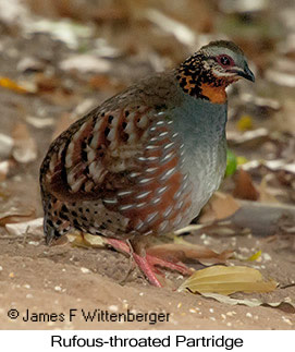 Rufous-throated Partridge - © James F Wittenberger and Exotic Birding LLC