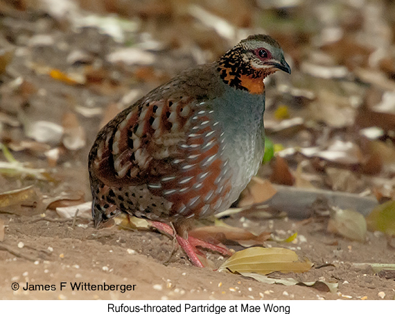 Rufous-throated Partridge - © James F Wittenberger and Exotic Birding LLC