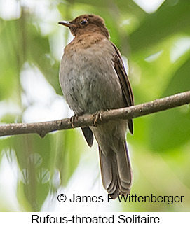 Rufous-throated Solitaire - © James F Wittenberger and Exotic Birding LLC