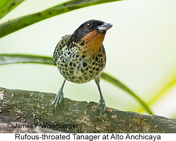 Rufous-throated Tanager - © James F Wittenberger and Exotic Birding LLC