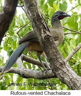Rufous-vented Chachalaca - &copy; James F Wittenberger and Exotic Birding LLC
