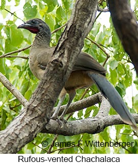 Rufous-vented Chachalaca - © James F Wittenberger and Exotic Birding LLC