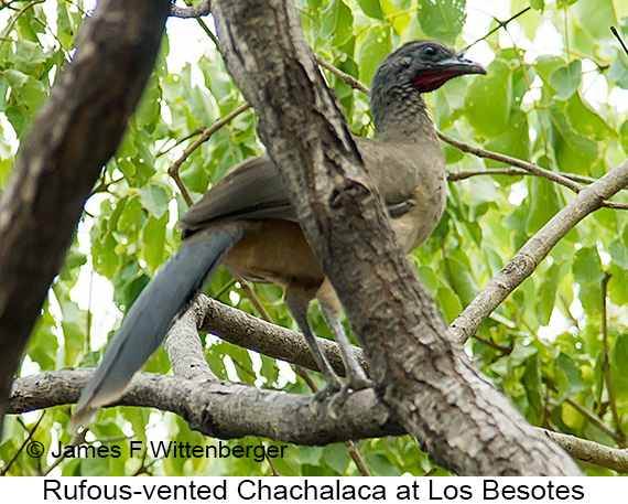 Rufous-vented Chachalaca - © James F Wittenberger and Exotic Birding LLC Rufous-vented Chachalaca - © James F Wittenberger and Exotic Birding LLC