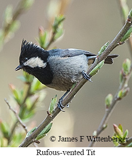 Rufous-vented Tit - © James F Wittenberger and Exotic Birding LLC