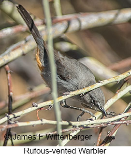 Rufous-vented Warbler - © James F Wittenberger and Exotic Birding LLC