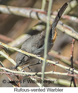 Rufous-vented Warbler - © James F Wittenberger and Exotic Birding LLC