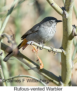 Rufous-vented Warbler - © James F Wittenberger and Exotic Birding LLC