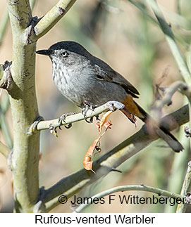 Rufous-vented Warbler - © James F Wittenberger and Exotic Birding LLC