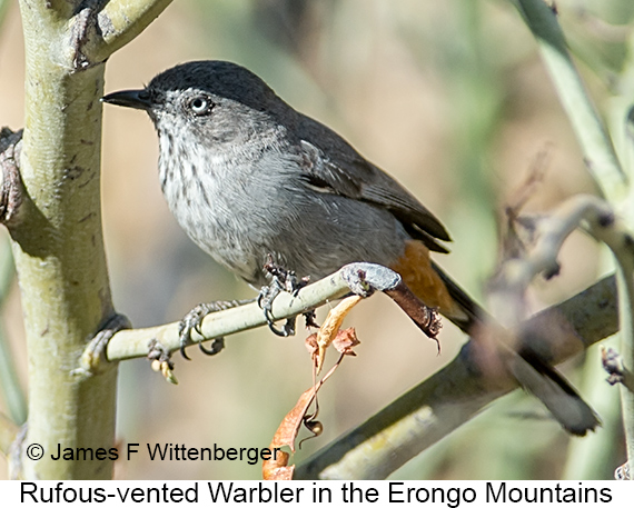 Rufous-vented Warbler - © James F Wittenberger and Exotic Birding LLC