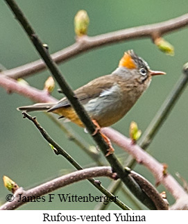 Rufous-vented Yuhina - © James F Wittenberger and Exotic Birding LLC