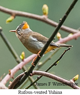 Rufous-vented Yuhina - © James F Wittenberger and Exotic Birding LLC