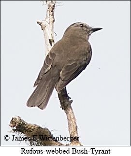 Rufous-webbed Bush-Tyrant - © James F Wittenberger and Exotic Birding LLC