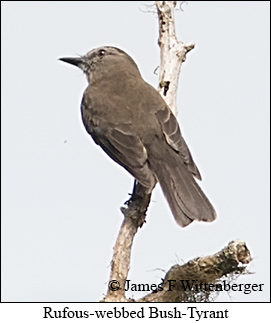 Rufous-webbed Bush-Tyrant - © James F Wittenberger and Exotic Birding LLC