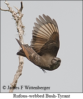 Rufous-webbed Bush-Tyrant - © James F Wittenberger and Exotic Birding LLC