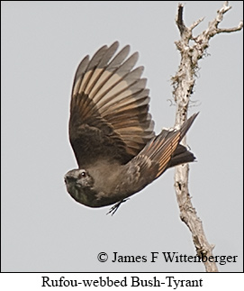 Rufous-webbed Bush-Tyrant - © James F Wittenberger and Exotic Birding LLC