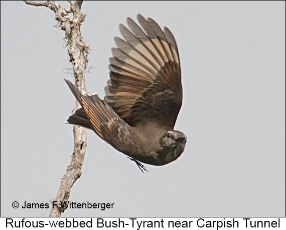 Rufous-webbed Bush-Tyrant - © James F Wittenberger and Exotic Birding LLC