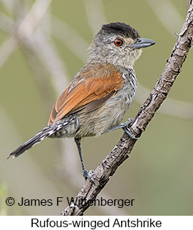 Rufous-winged Antshrike - © James F Wittenberger and Exotic Birding LLC