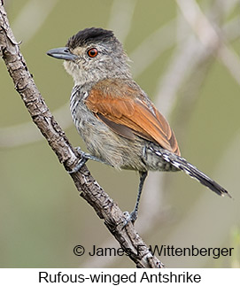 Rufous-winged Antshrike - © James F Wittenberger and Exotic Birding LLC