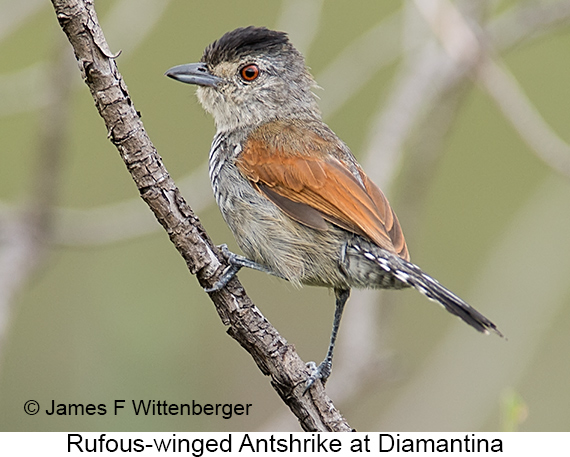 Rufous-winged Antshrike - © James F Wittenberger and Exotic Birding LLC