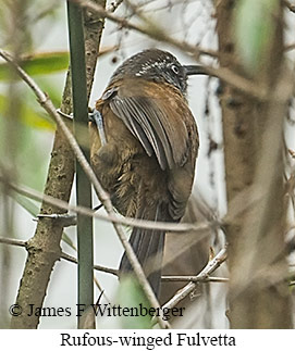 Rufous-winged Fulvetta - © James F Wittenberger and Exotic Birding LLC