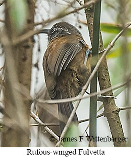 Rufous-winged Fulvetta - © James F Wittenberger and Exotic Birding LLC Rufous-winged Fulvetta - © James F Wittenberger and Exotic Birding LLC