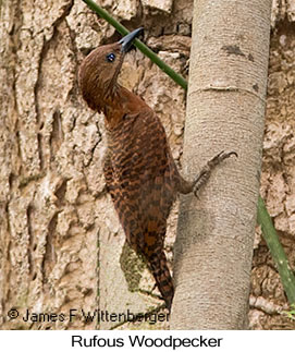 Rufous Woodpecker - © James F Wittenberger and Exotic Birding LLC
