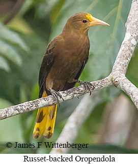 Russet-backed Oropendola - © James F Wittenberger and Exotic Birding LLC