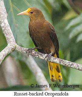 Russet-backed Oropendola - © James F Wittenberger and Exotic Birding LLC