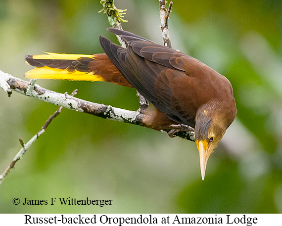 Russet-backed Oropendola - © James F Wittenberger and Exotic Birding LLC