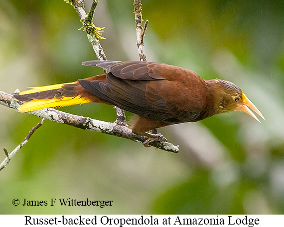 Russet-backed Oropendola - © James F Wittenberger and Exotic Birding LLC Russet-backed Oropendola - © James F Wittenberger and Exotic Birding LLC