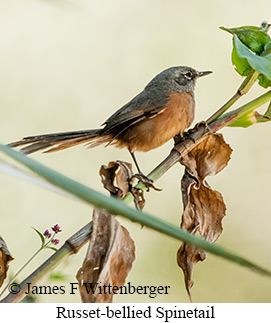 Russet-bellied Spinetail - &copy; James F Wittenberger and Exotic Birding LLC
