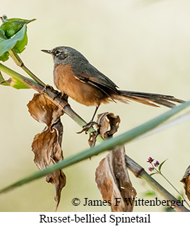 Russet-bellied Spinetail - &copy; James F Wittenberger and Exotic Birding LLC
