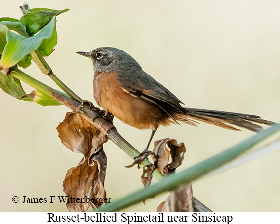 Russet-bellied Spinetail - &copy; James F Wittenberger and Exotic Birding LLC