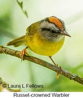 Russet-crowned Warbler - © Laura L Fellows and Exotic Birding LLC