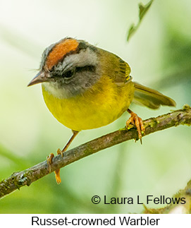 Russet-crowned Warbler - © Laura L Fellows and Exotic Birding LLC