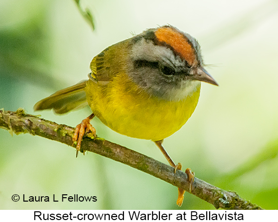 Russet-crowned Warbler - © Laura L Fellows and Exotic Birding LLC