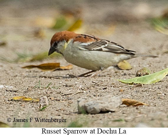 Russet Sparrow - © James F Wittenberger and Exotic Birding LLC Russet Sparrow - © James F Wittenberger and Exotic Birding LLC