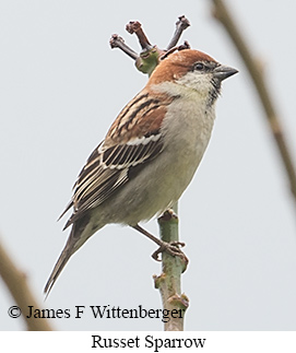 Russet Sparrow - © James F Wittenberger and Exotic Birding LLC Russet Sparrow - © James F Wittenberger and Exotic Birding LLC