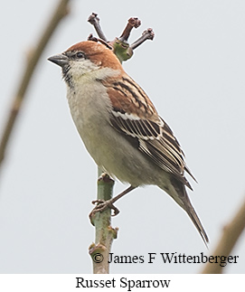 Russet Sparrow - © James F Wittenberger and Exotic Birding LLC