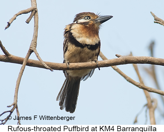 Russet-throated Puffbird - © James F Wittenberger and Exotic Birding LLC Russet-throated Puffbird - © James F Wittenberger and Exotic Birding LLC