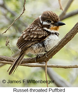 Russet-throated Puffbird - © James F Wittenberger and Exotic Birding LLC