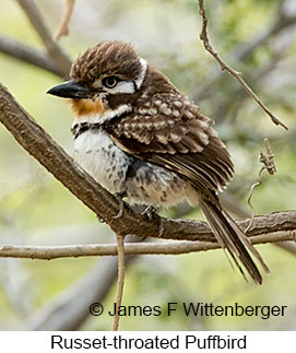 Russet-throated Puffbird - © James F Wittenberger and Exotic Birding LLC