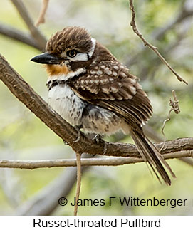 Russet-throated Puffbird - © James F Wittenberger and Exotic Birding LLC Russet-throated Puffbird - © James F Wittenberger and Exotic Birding LLC