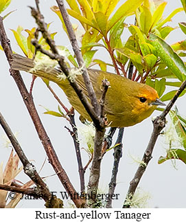 Rust-and-yellow Tanager - © James F Wittenberger and Exotic Birding LLC