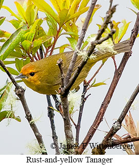 Rust-and-yellow Tanager - © James F Wittenberger and Exotic Birding LLC