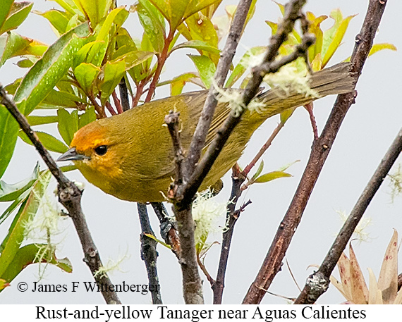 Rust-and-yellow Tanager - © James F Wittenberger and Exotic Birding LLC
